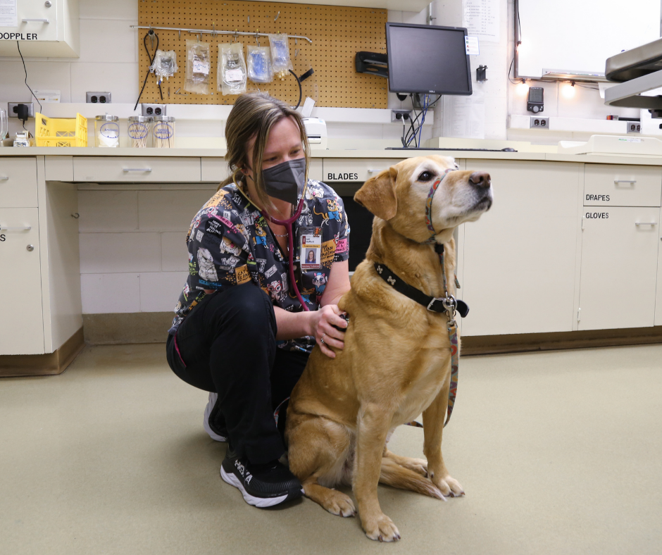 Jodi Stafford and a yellow lab dog